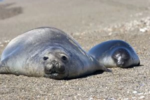 Southern Elephant Seal - Female and pup