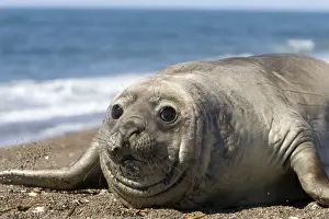 Southern Elephant Seal, Female Valdes Peninsula, Patagonia, Argentina