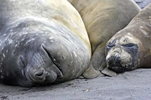 Images Dated 25th January 2008: Southern Elephant Seal - Hannah Point - Livingston