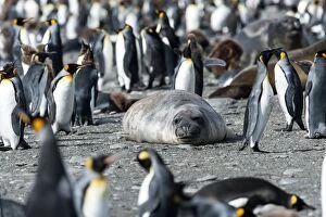Crowd Gallery: Southern Elephant Seal amongst King Penguin colony