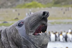 Marine Prints: Southern Elephant Seal - with King Penguins (Aptenodytes patagonicus) in background - Saint Andrew - South Georgia