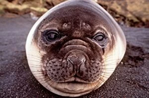 Southern Elephant Seal - lying on beach - close-up of face