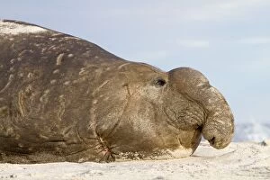 Southern Elephant Seal - male