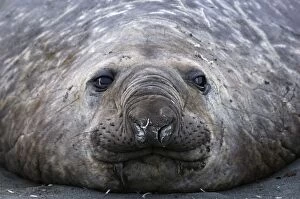 Southern Elephant Seal - Male