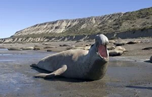 Images Dated 1st October 2004: Southern Elephant Seal - male, calling Valdes Peninsula, Patagonia, Argentina