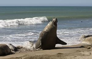 Southern Elephant Seal - male emerging from sea