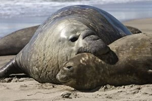 Images Dated 1st October 2004: Southern Elephant Seal - male & female Valdes Peninsula, Patagonia, Argentina