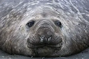 Seal Prints: Southern Elephant Seal - Male - South Georgia - Antarctica