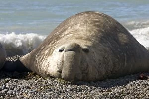 Images Dated 1st October 2004: Southern Elephant Seal - Male Valdes Peninsula, Chubut Province, Patagonia, Argentina