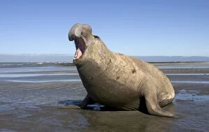 Images Dated 1st October 2004: Southern Elephant Seal - male Valdes Peninsula, Patagonia, Argentina