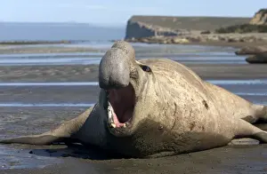 Seal Prints: Southern Elephant Seal - male Valdes Peninsula, Patagonia, Argentina