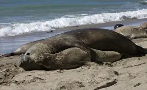 Southern Elephant Seal - mating Valdes Peninsula, Patagonia, Argentina