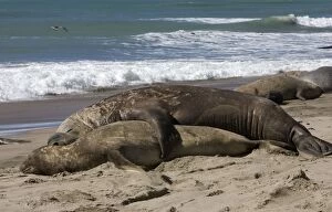 Images Dated 1st October 2004: Southern Elephant Seal - mating Valdes Peninsula, Chubut Province, Patagonia, Argentina
