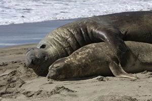 Images Dated 1st October 2004: Southern Elephant Seal - mating Valdes Peninsula, Patagonia, Argentina