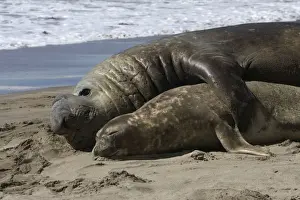 Southern Elephant Seal - mating Valdes Peninsula, Patagonia, Argentina