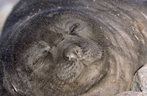 Southern Elephant Seal (Mirounga Leonina)