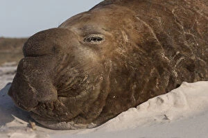 Images Dated 18th June 2010: Southern Elephant Seal (Mirounga leonina)