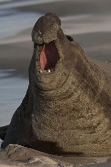 Images Dated 18th June 2010: Southern Elephant Seal (Mirounga leonina)