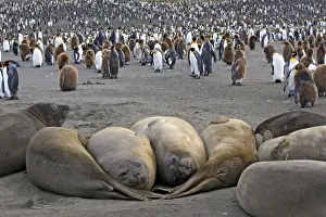 Southern Elephant Seal - Penguin colony in the background - Saint Andrew - South Georgia