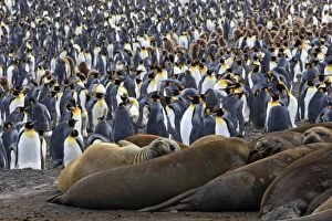 Mammifere Collection: Southern Elephant Seal - and Penguin colony - Saint Andrew - South Georgia