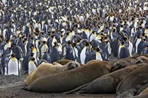 Seals Prints: Southern Elephant Seal - and Penguin colony - Saint Andrew - South Georgia