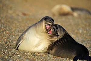 Southern Elephant Seal - pups playing