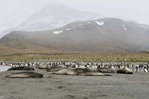 Mammifere Collection: Southern Elephant Seal - Saint Andrew - South Georgia