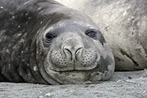 Seal Prints: Southern Elephant Seal - Saint Andrew - South Georgia