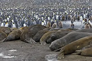 Southern Elephant Seal - Saint Andrew - South Georgia