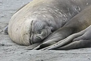 Southern Elephant Seal - Saint Andrew - South Georgia