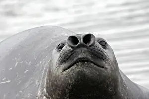 Funny Prints: Southern Elephant Seal - Saint Andrew - South Georgia