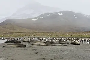 Mammifere Prints: Southern Elephant Seal - Saint Andrew - South Georgia