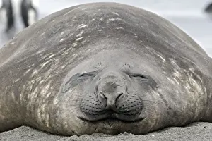 Seals Prints: Southern Elephant Seal - Salisbury plains - South Georgia