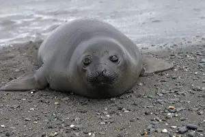Southern Elephant Seal - Salisbury plains - South Georgia