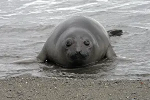 Southern Elephant Seal - Salisbury plains - South Georgia