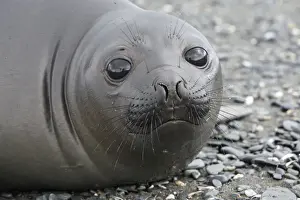 Southern Elephant Seal - Salisbury plains - South Georgia