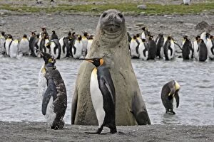 Penguins Collection: Southern Elephant Seal - showing size comparison with King Penguins (Aptenodytes patagonicus)