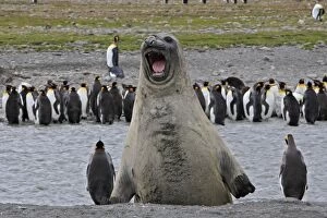 Seals Collection: Southern Elephant Seal - showing size comparison with King Penguins (Aptenodytes patagonicus)