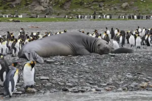 Southern Elephant Seal - showing size comparison with King Penguins (Aptenodytes patagonicus) - Saint Andrew - South Georgia