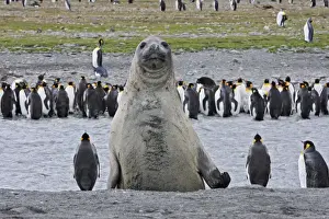 Southern Elephant Seal - showing size comparison with King Penguins (Aptenodytes patagonicus) - Saint Andrew - South Georgia