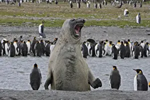 Marine Prints: Southern Elephant Seal - showing size comparison with King Penguins (Aptenodytes patagonicus)