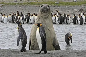 Seal Prints: Southern Elephant Seal - showing size comparison with King Penguins (Aptenodytes patagonicus)