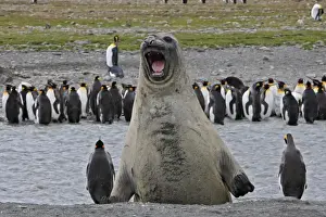 Southern Elephant Seal - showing size comparison with King Penguins (Aptenodytes patagonicus) - Saint Andrew - South Georgia