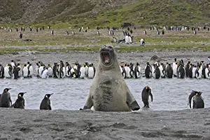 Southern Elephant Seal - showing size comparison with King Penguins (Aptenodytes patagonicus) - Saint Andrew - South Georgia