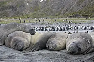 Southern Elephant Seal - sleeping - with King Penguins (Aptenodytes patagonicus) in background - Saint Andrew - South Georgia