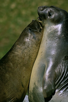 Southern Elephant Seal - Male