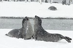 Southern Elephant Seal - young males fighting in blizzard