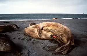 Seals Prints: Southern Elephant Seals - mating - Crozet Islands AU-1403