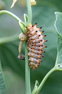 Bulgaria Gallery: Southern Festoon Butterfly caterpillar - Bulgaria