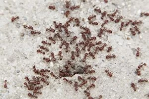 Images Dated 29th April 2012: Southern Fire Ants - at nest hole
